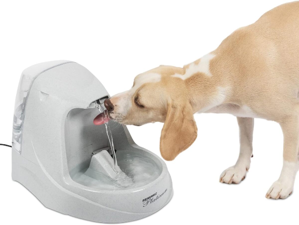Test de la fontaine à eau Drinkwell Platinum 5 L : hydratation optimale pour vos animaux