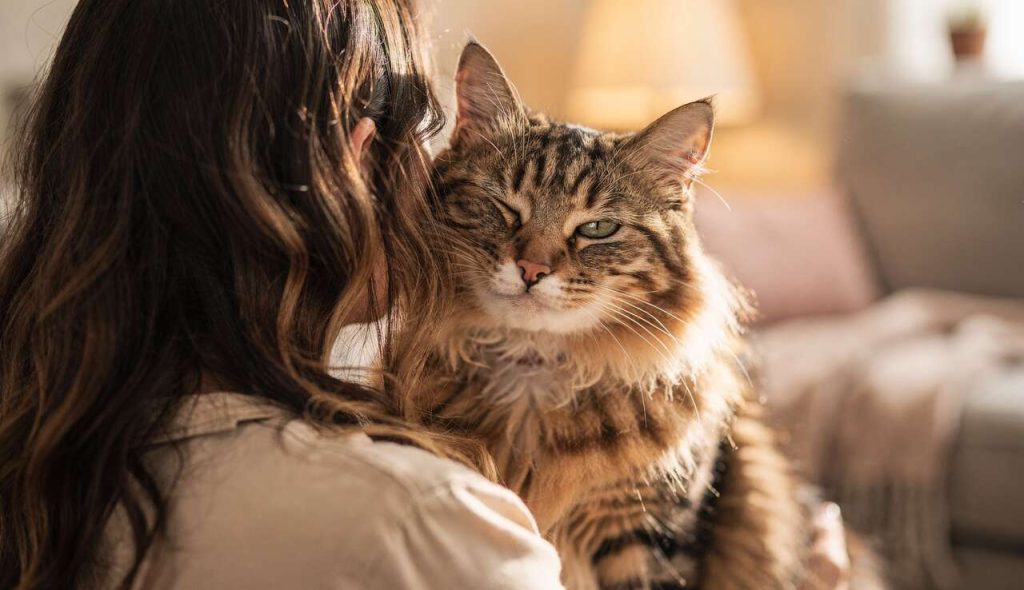 Pourquoi mon chat lèche-t-il mes cheveux ?