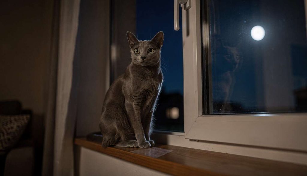 Erreur : votre chat vous réveille la nuit ?