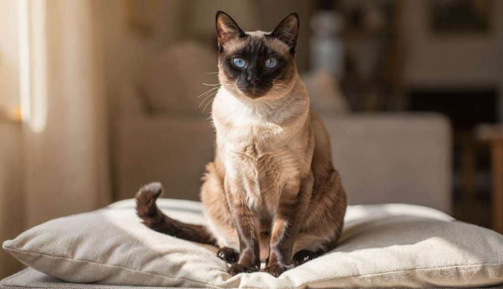 Guide Complet du Chat Siamois : découvrir ce Félin Élégant et Sensible