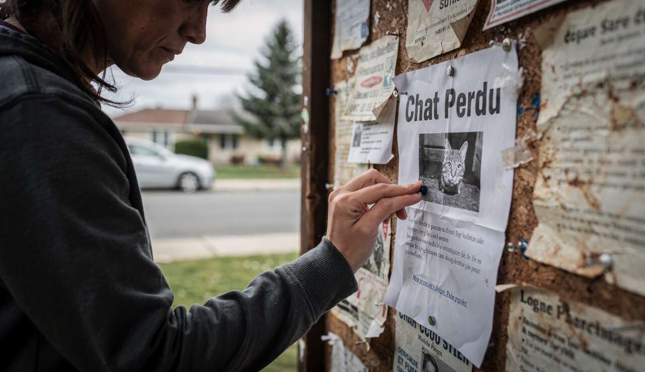 La d&eacute;claration de perte du chat : votre premier r&eacute;flexe